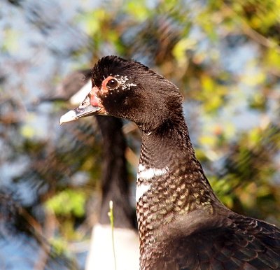 [A close view of the neck and head of a duck facing the left. This duck is most dark (including the half of its beak closest to its head) with only a few white feathers sprinkled around its eye and on its neck. The patch of red around the top of its eye does not yet touch the lumps of red on its beak as it will when it matures.]
